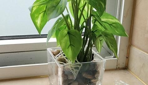 选择适合的玻璃杯养植花卉（从选材到植栽）