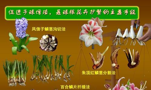 玻璃翠的繁殖方法（家庭中简单实用的玻璃翠繁殖技巧）
