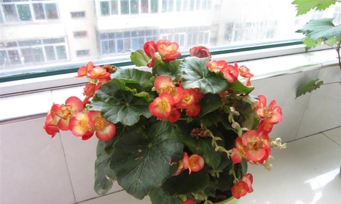 玻璃翠花（有毒性的真相揭露）