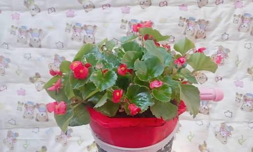 玻璃翠开花时间及品种特点详解