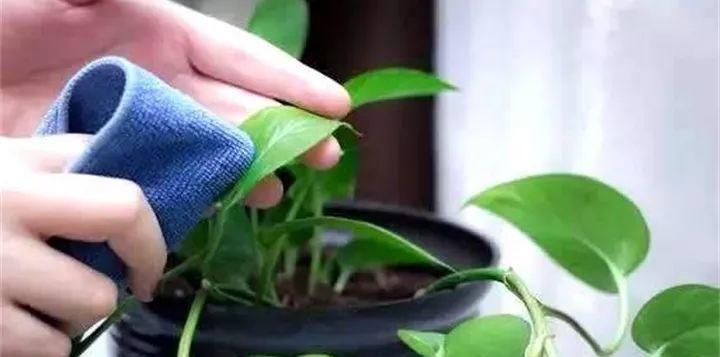 玻璃翠能否承载啤酒（揭秘玻璃翠神奇的承载能力）