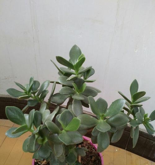 玻璃翠是否有毒（室内养护攻略）