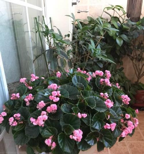 玻璃翠的种植及栽培技巧（掌握种植时间和方法）