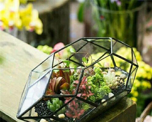 玻璃花房——理想的花卉生长空间（适合养什么花）