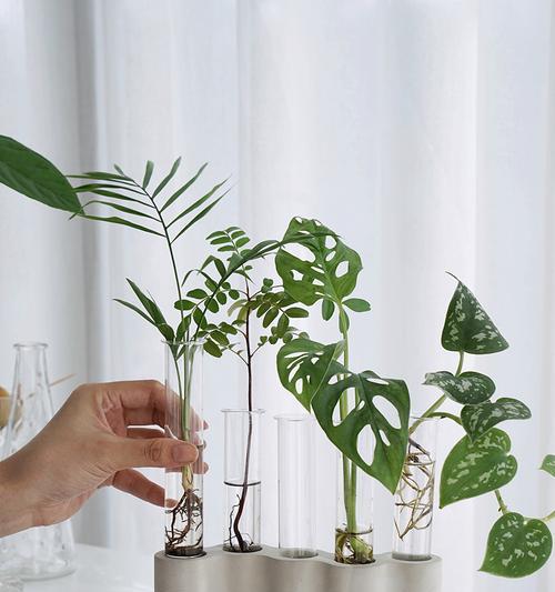 玻璃花瓶里养哪些花合适（选择花种）