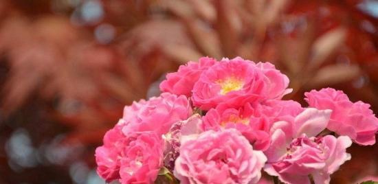 蔷薇花的花语与寓意（探索蔷薇花的象征之美）