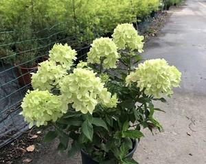 青柠花语（探寻青柠花语的深意）