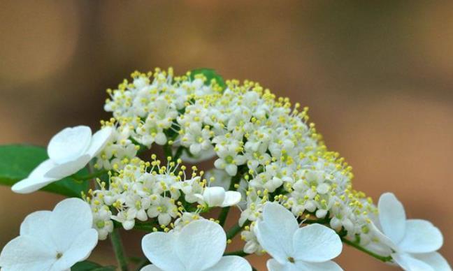 以琼花的花语与含义（传递爱与美的以琼花）