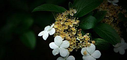 以琼花的花语与含义（传递爱与美的以琼花）
