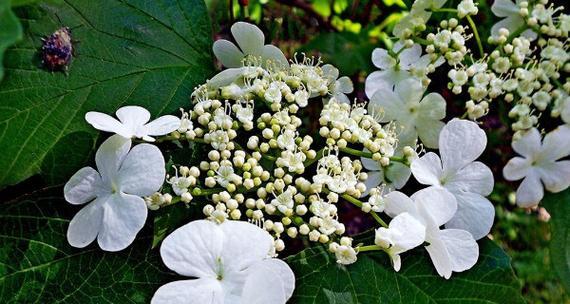 以琼花花语之美（深入探寻以琼花的花语及象征意义）