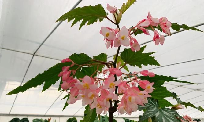 秋海棠花语-揭开自立不群的花朵的心声（秋海棠的花语意味着什么）