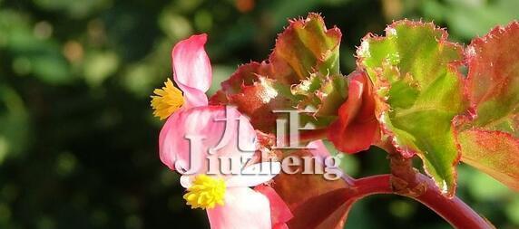 秋海棠花语与寓意（秋海棠的美丽和象征意义）