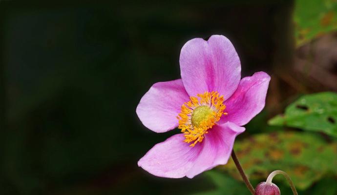 秋牡丹花语（秋牡丹花语的文化内涵和象征意义）