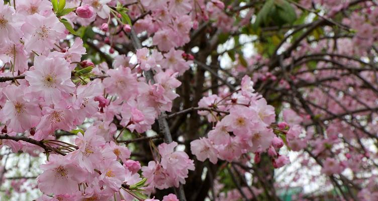 樱花之美（探寻樱花的文化内涵与历史传承）