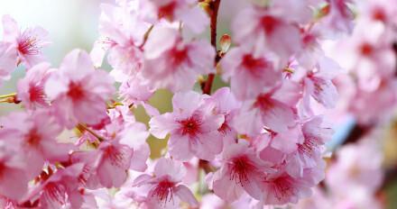 樱花之美（探寻樱花的文化内涵与历史传承）