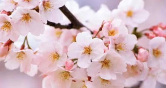 日本樱花的花语与魅力（探寻樱花的深层含义与日本文化）