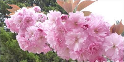 日本樱花的花语与魅力（探寻樱花的深层含义与日本文化）