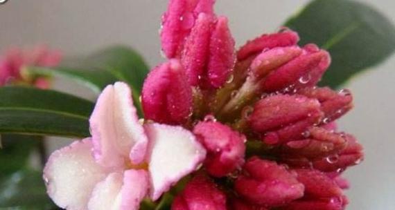 以瑞香花的花语——爱与奉献（瑞香花语的含义及象征）