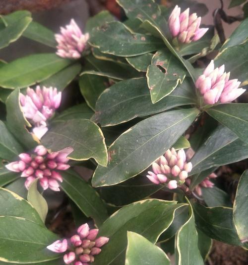 以瑞香花的花语——爱与奉献（瑞香花语的含义及象征）