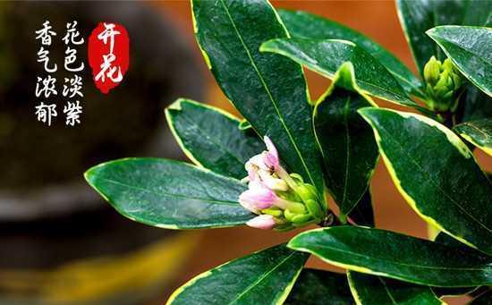 以瑞香花的花语——爱与奉献（瑞香花语的含义及象征）
