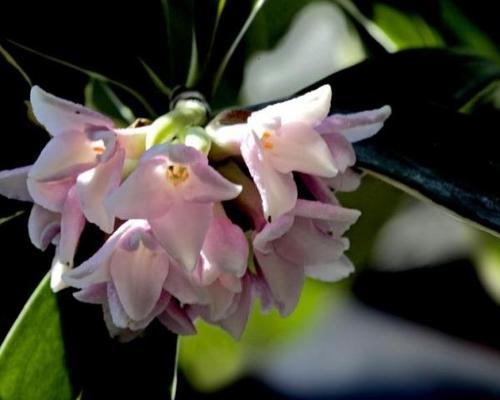 瑞香花的花语与含义（探索瑞香花的深刻寓意）