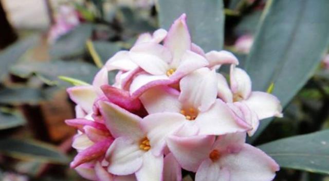 瑞香花的花语与含义（探索瑞香花的深刻寓意）
