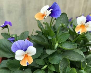 三色堇花的神秘传说与花语（揭开三色堇花的神秘面纱）