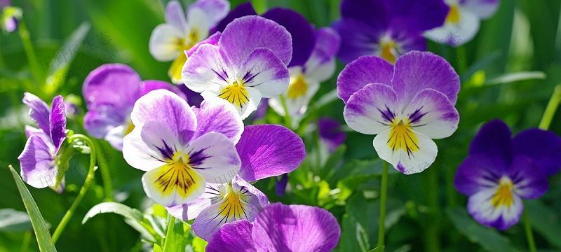 三色堇的花语与传说（探寻三色堇的意义与神奇传说）