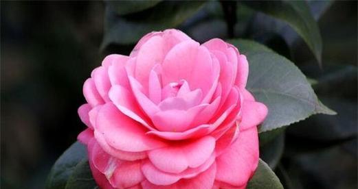 山茶花的花语及象征意义（传达美丽与坚韧的山茶花）