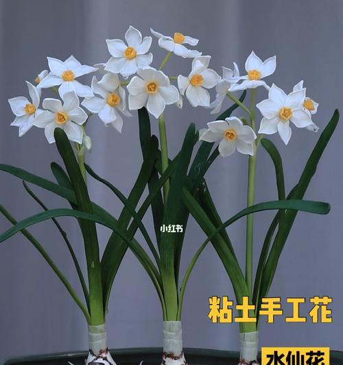 秋水仙花花语——山水仙花的美丽与寓意（揭秘秋水仙花的花语）