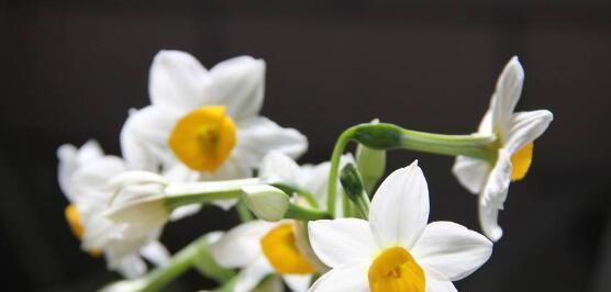 秋水仙花花语——山水仙花的美丽与寓意（揭秘秋水仙花的花语）