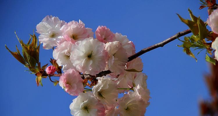 山樱花与西洋樱花的花语之旅（山樱花与西洋樱花的花语及文化差异）