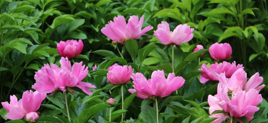 芍药花语及其含义解析（了解芍药花的不同含义）