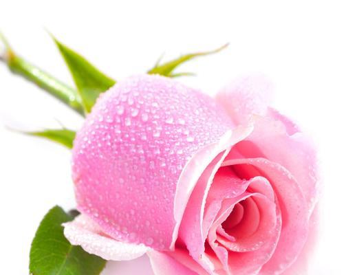 思念之花——紫丁香的花语（花开如锦）