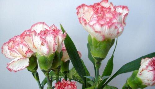 思念之花——紫丁香的花语（花开如锦）