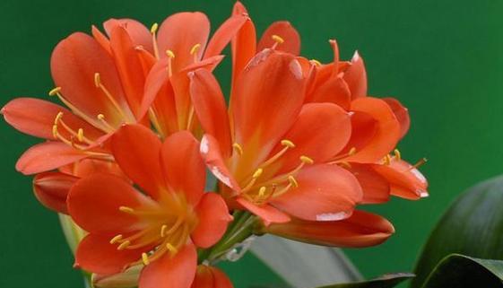 和平之花（以白兰花为主题）