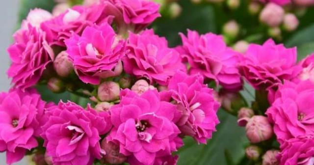 和平之花（以白兰花为主题）