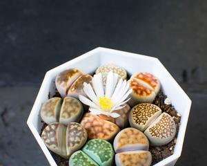 生石花花语（生石花花语的含义及象征力）