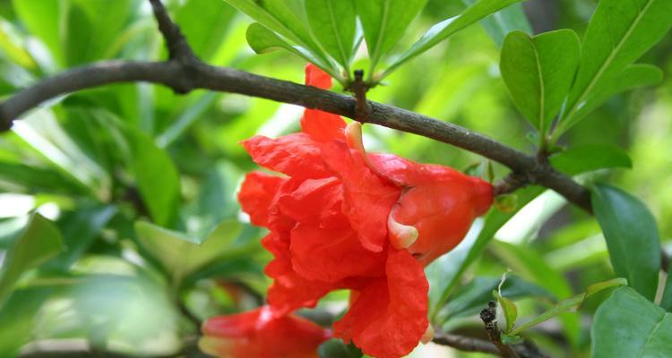 石榴花语的深意（传递希望与幸福的鲜花）