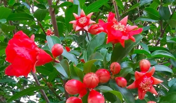 石榴花语的深意（传递希望与幸福的鲜花）