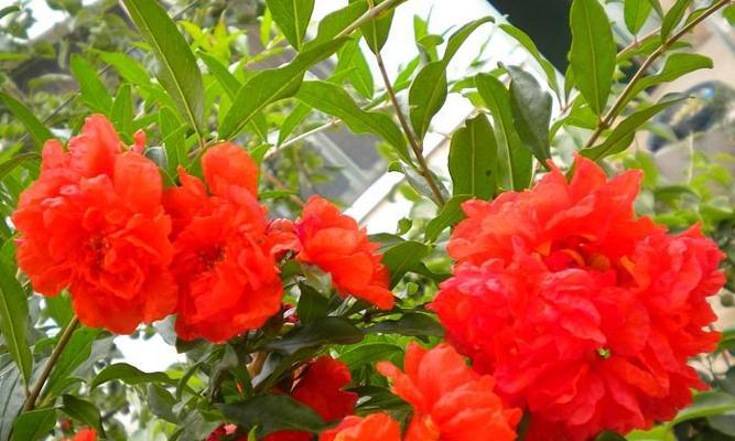 石榴花语的深意（传递希望与幸福的鲜花）