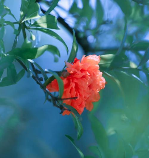 石榴花的花语与寓意（探秘石榴花的象征意义与传说）