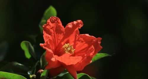 石榴花的花语与寓意（探秘石榴花的象征意义与传说）