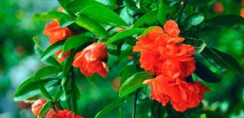 石榴花花语与寓意——盛世繁华，吉祥幸福（石榴花的意义与象征）
