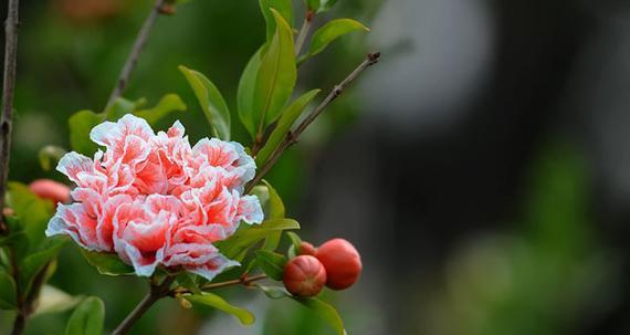 石榴花花语与寓意——盛世繁华，吉祥幸福（石榴花的意义与象征）