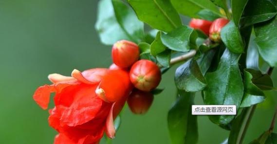 石榴花语与寓意（石榴花语的意义与传承）
