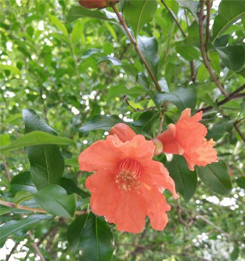 石榴花语与寓意（石榴花语的意义与传承）