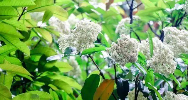 石楠花（坚韧而迷人的石楠花）