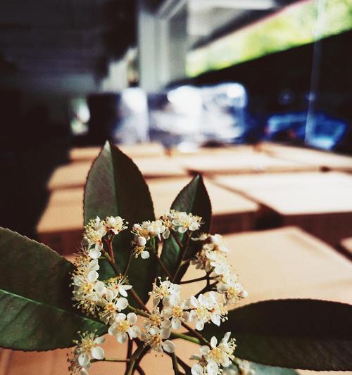 石楠花之花语（探寻石楠花的花语）