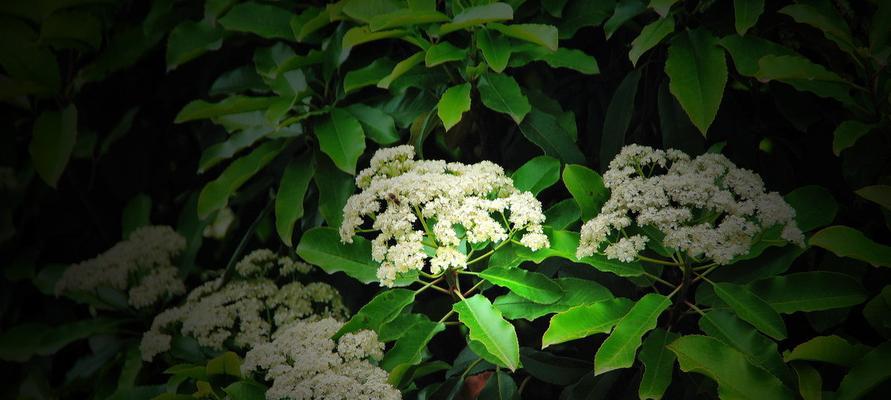 石楠花之花语（探寻石楠花的花语）